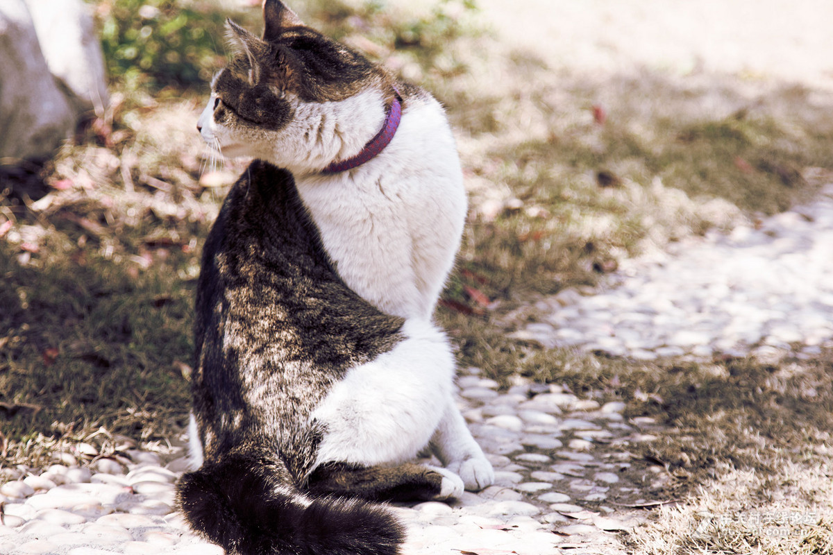 抓拍——猫星人