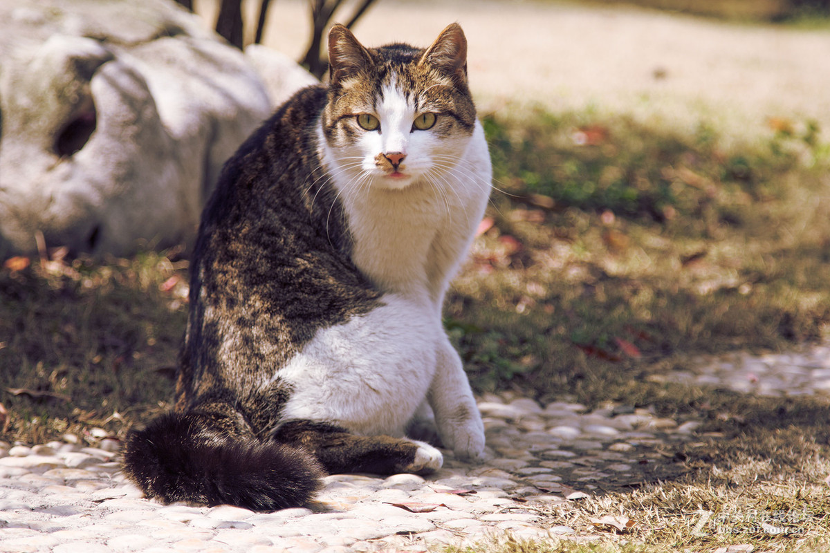 抓拍——猫星人