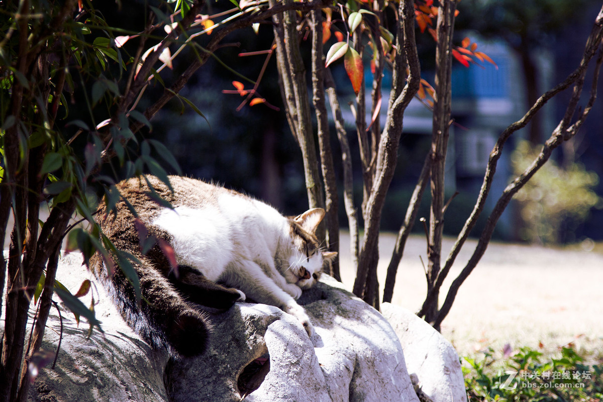 抓拍——猫星人