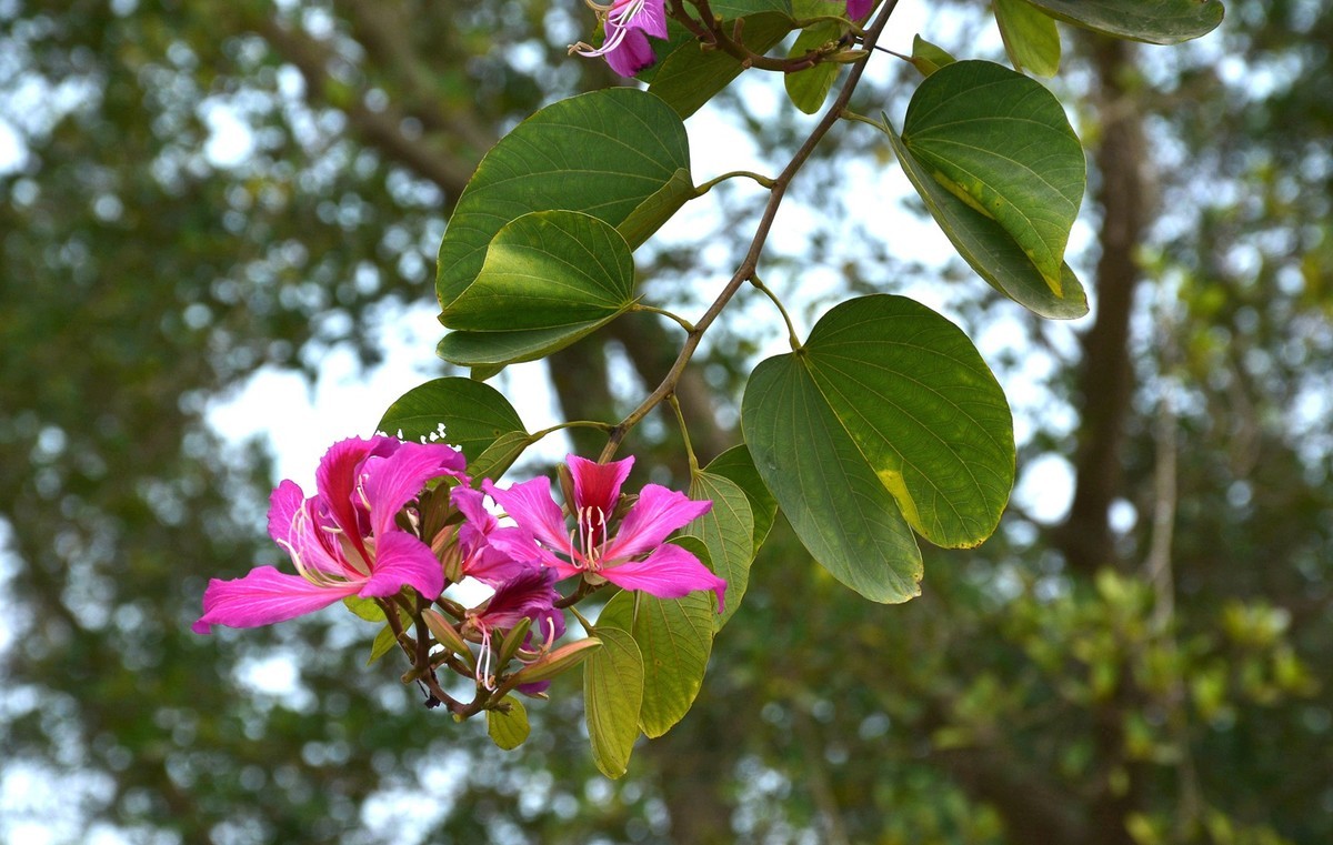 广东江门市自力村碉楼