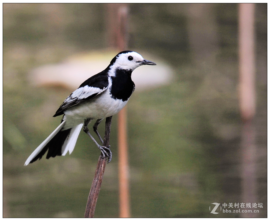 一組白鶺鴒鳥