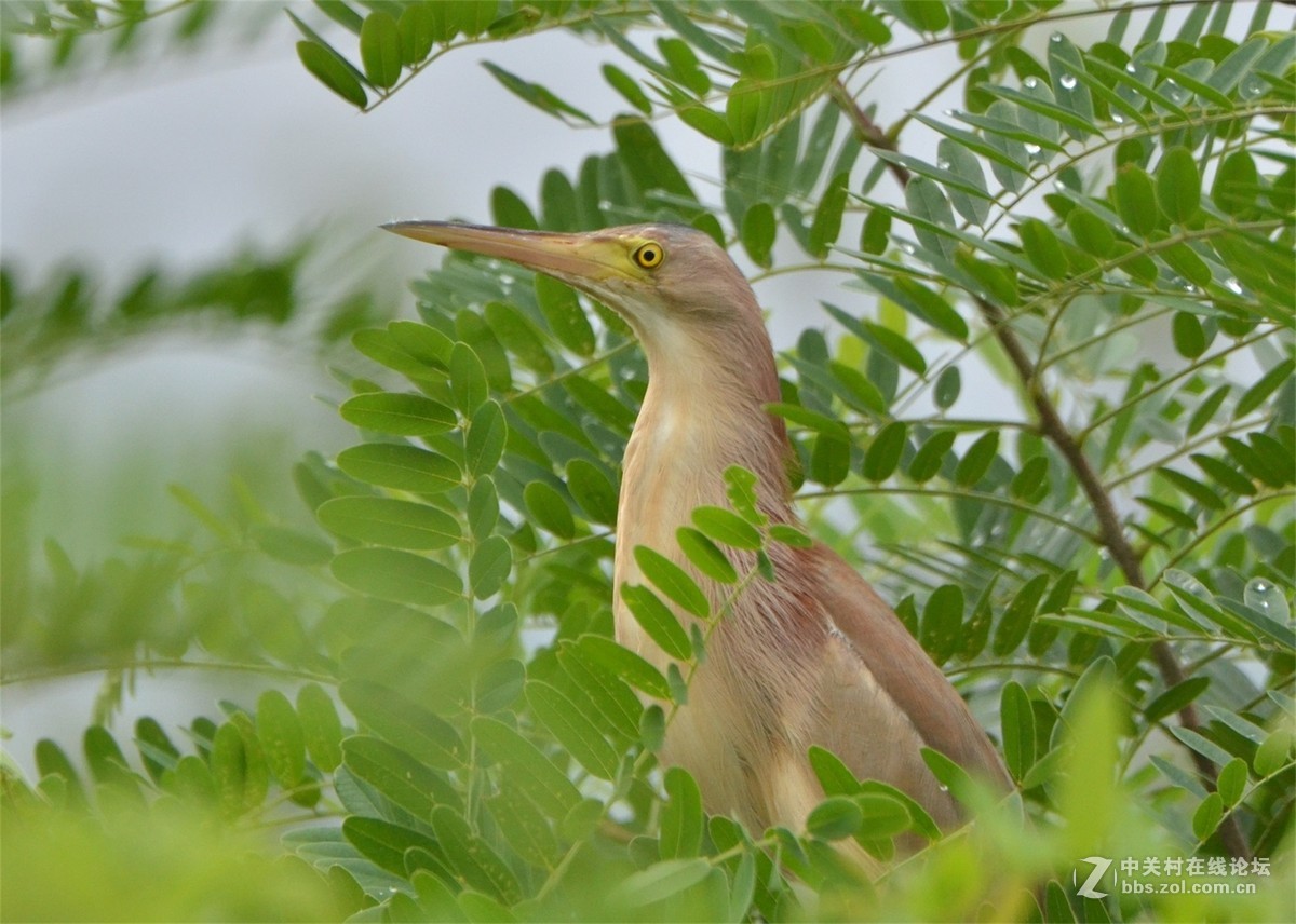 黄苇鳽