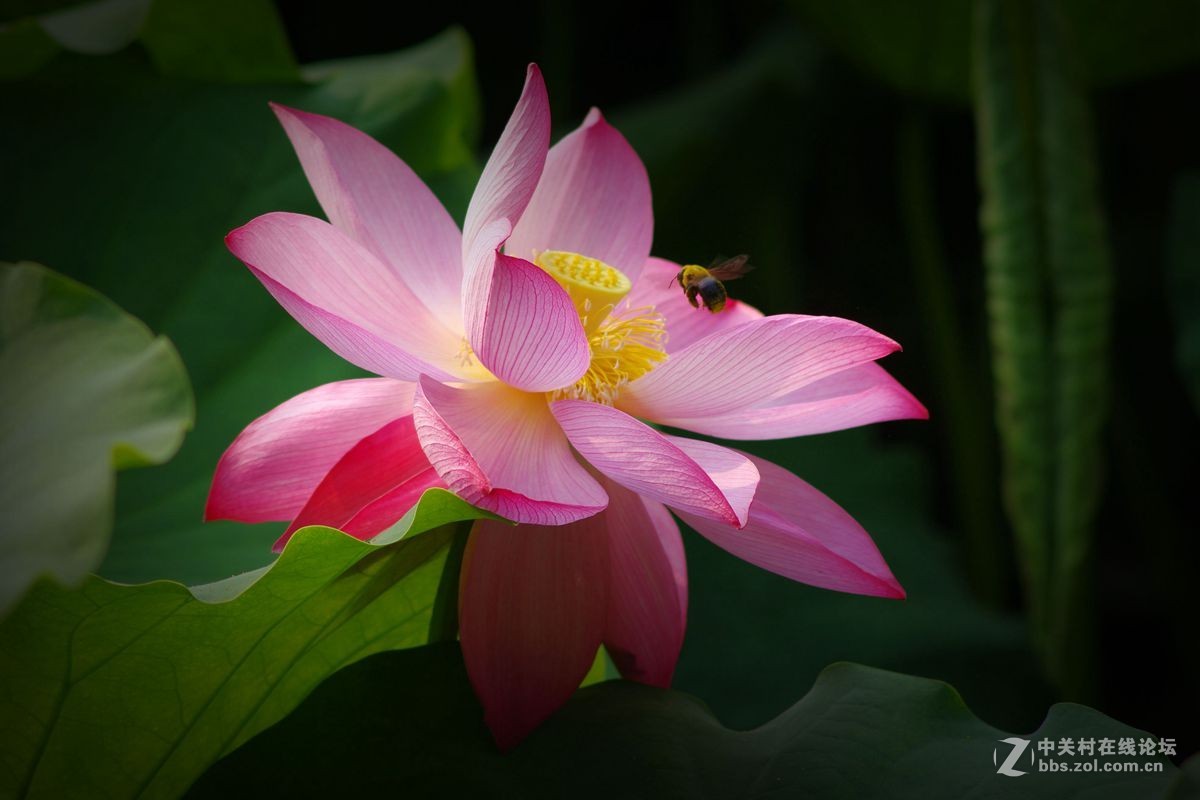 小金FA80-200-F2.8、A200-F4拍荷花