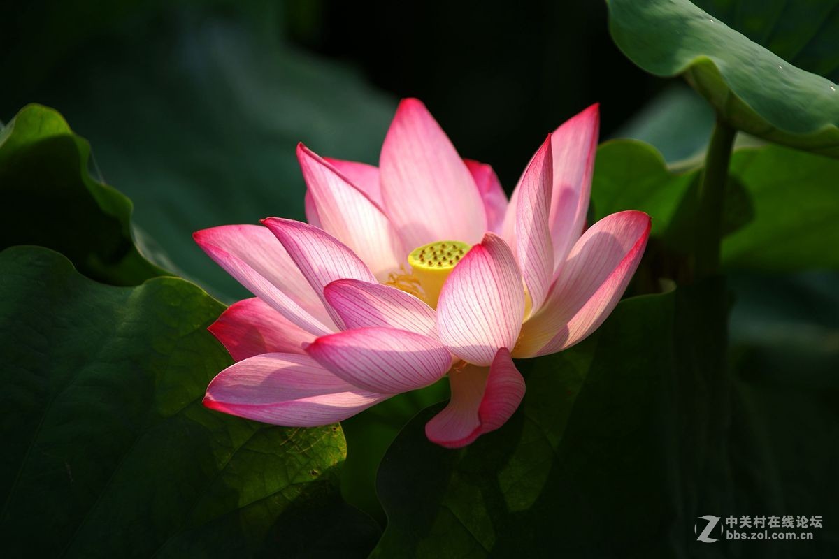 小金FA80-200-F2.8、A200-F4拍荷花