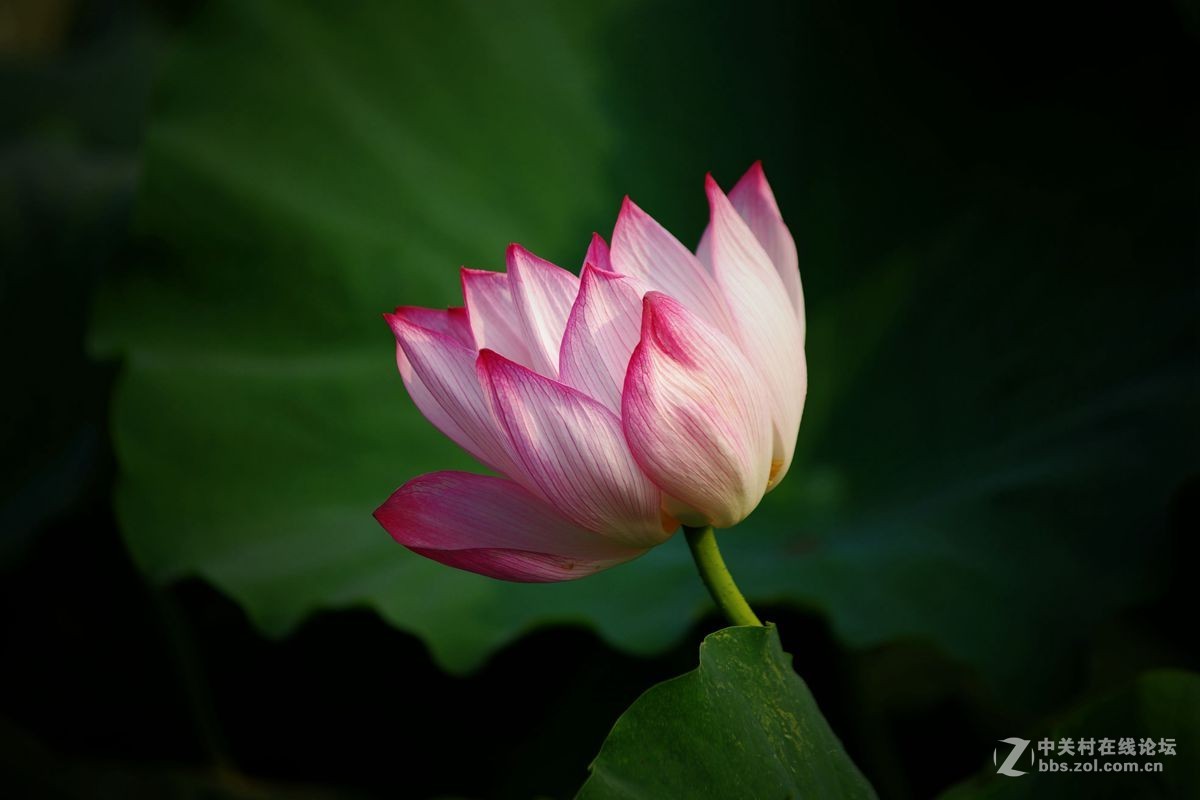 小金FA80-200-F2.8、A200-F4拍荷花