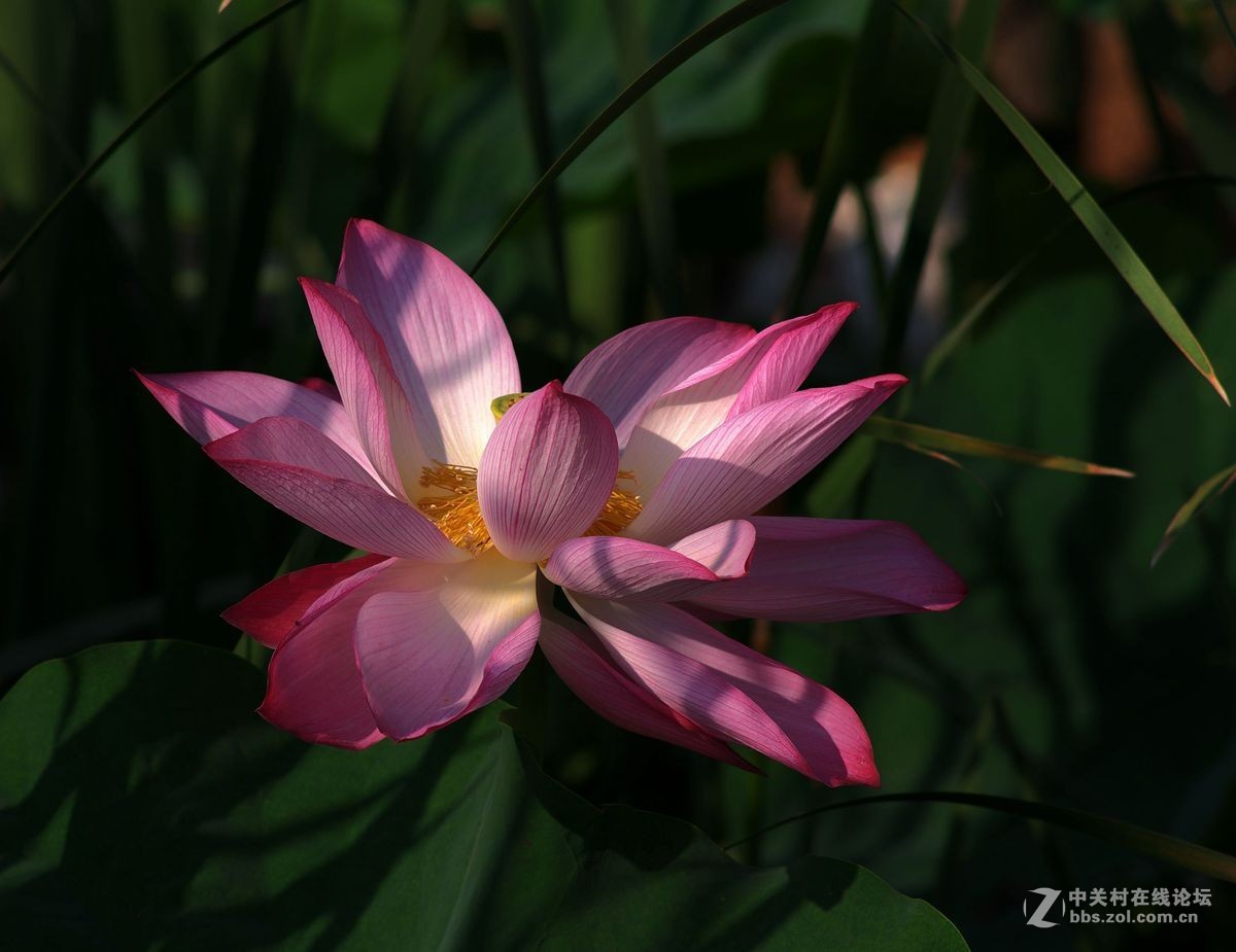 小金FA80-200-F2.8、A200-F4拍荷花