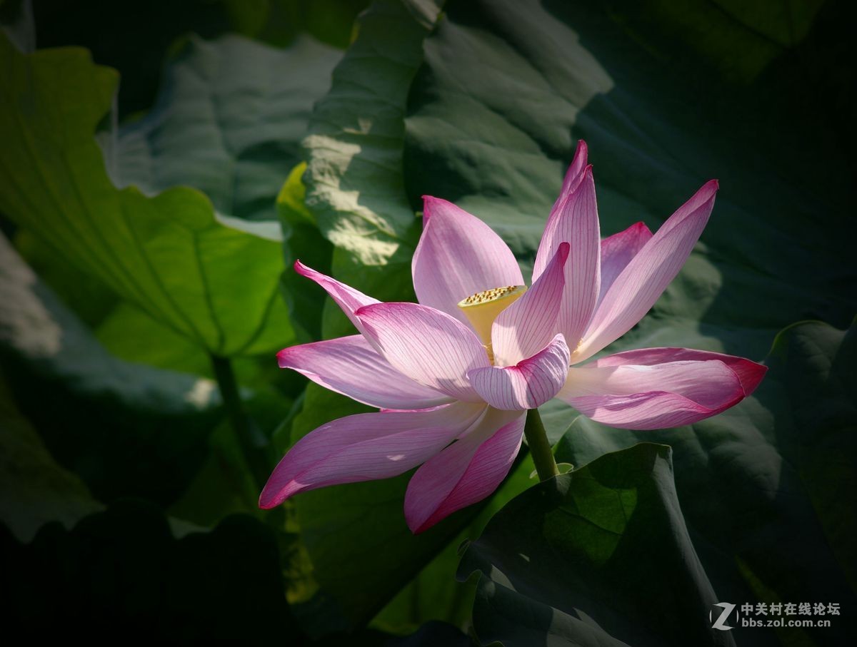 小金FA80-200-F2.8、A200-F4拍荷花