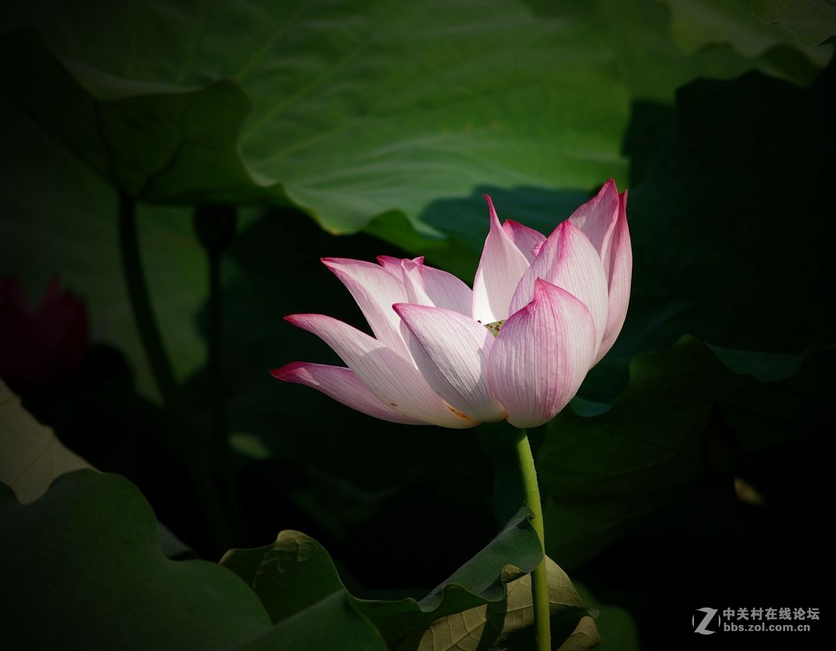 小金FA80-200-F2.8、A200-F4拍荷花