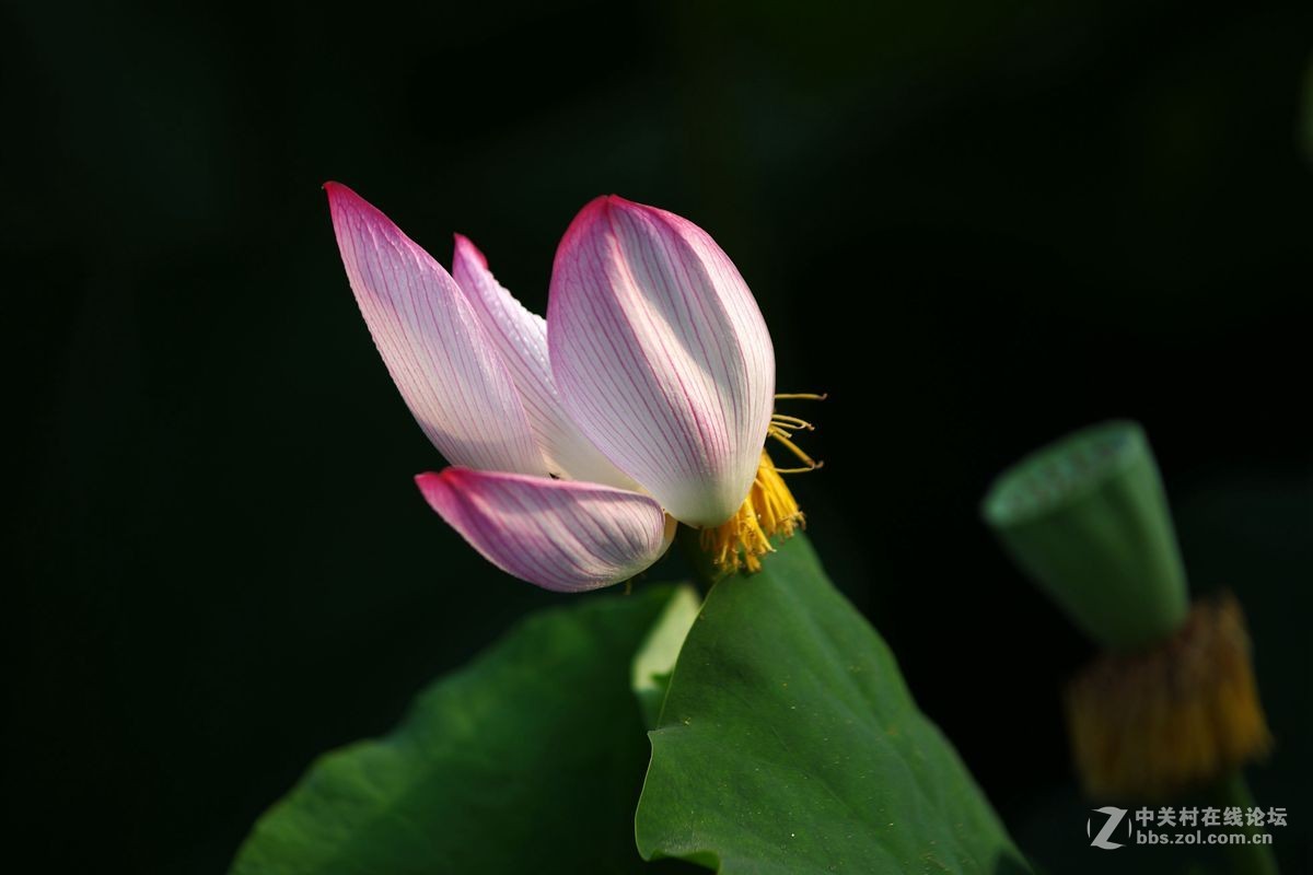 小金FA80-200-F2.8、A200-F4拍荷花