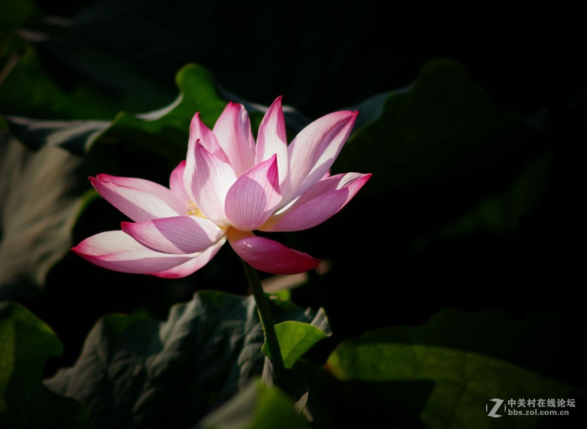 小金FA80-200-F2.8、A200-F4拍荷花