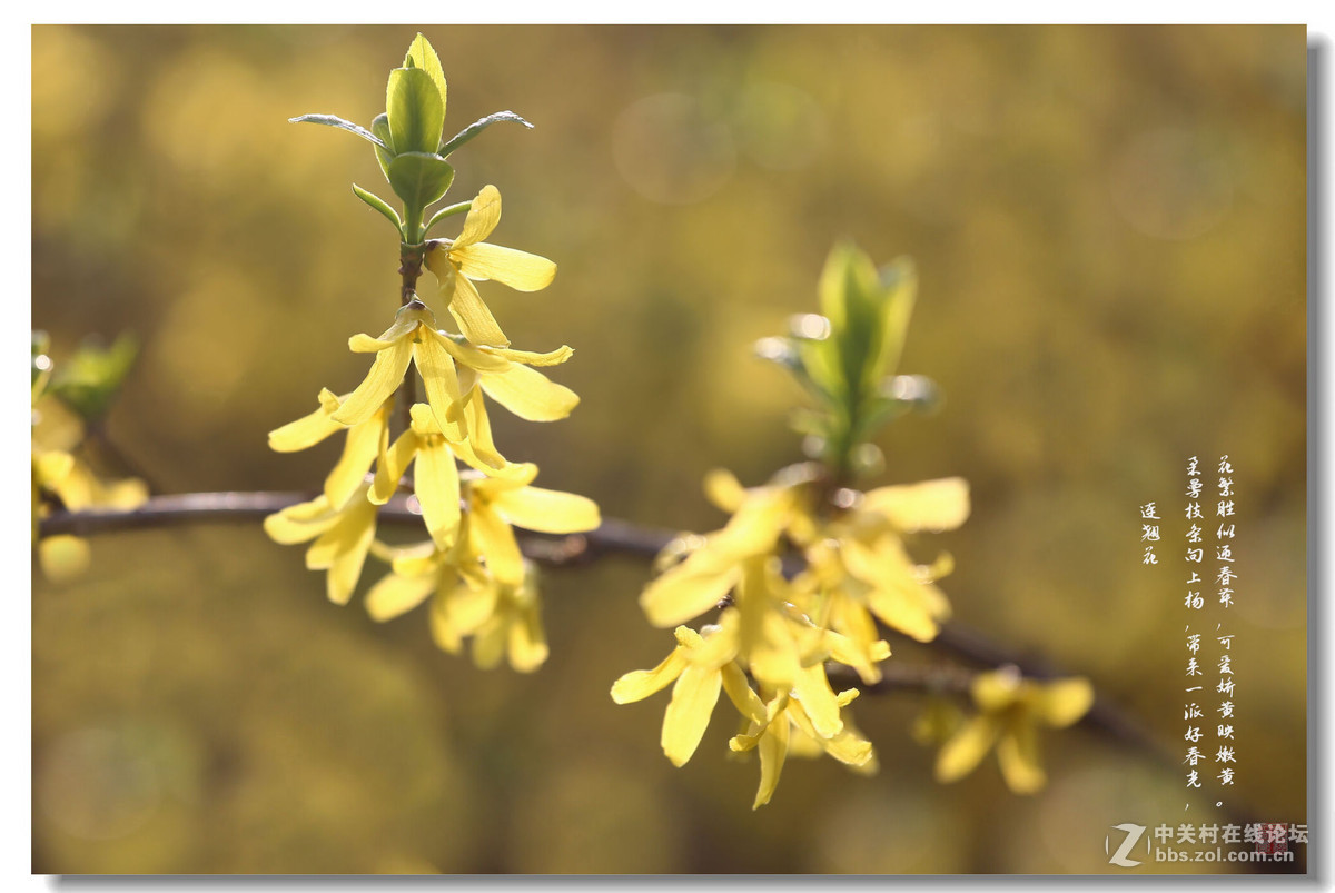 千步连翘不染尘,降香懒画蛾眉春。