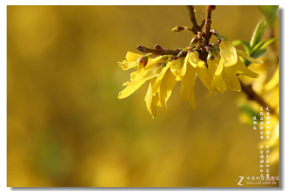 千步连翘不染尘,降香懒画蛾眉春。