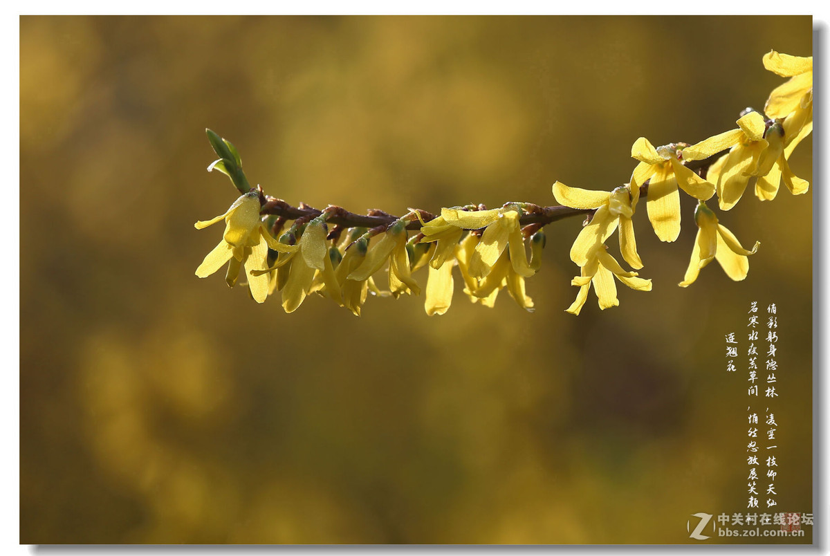 千步连翘不染尘,降香懒画蛾眉春。