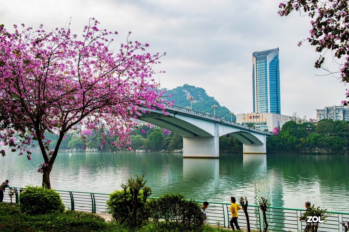 在那鲜花盛开的地方柳州洋紫荆花风光风景拍摄续