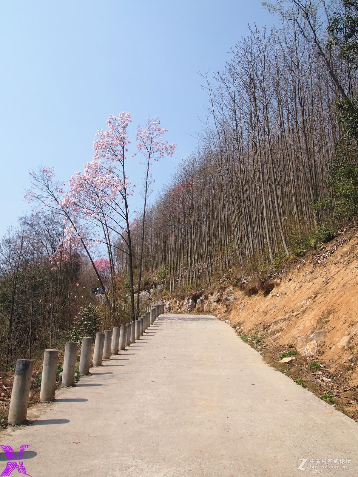 树木成林伸入天空