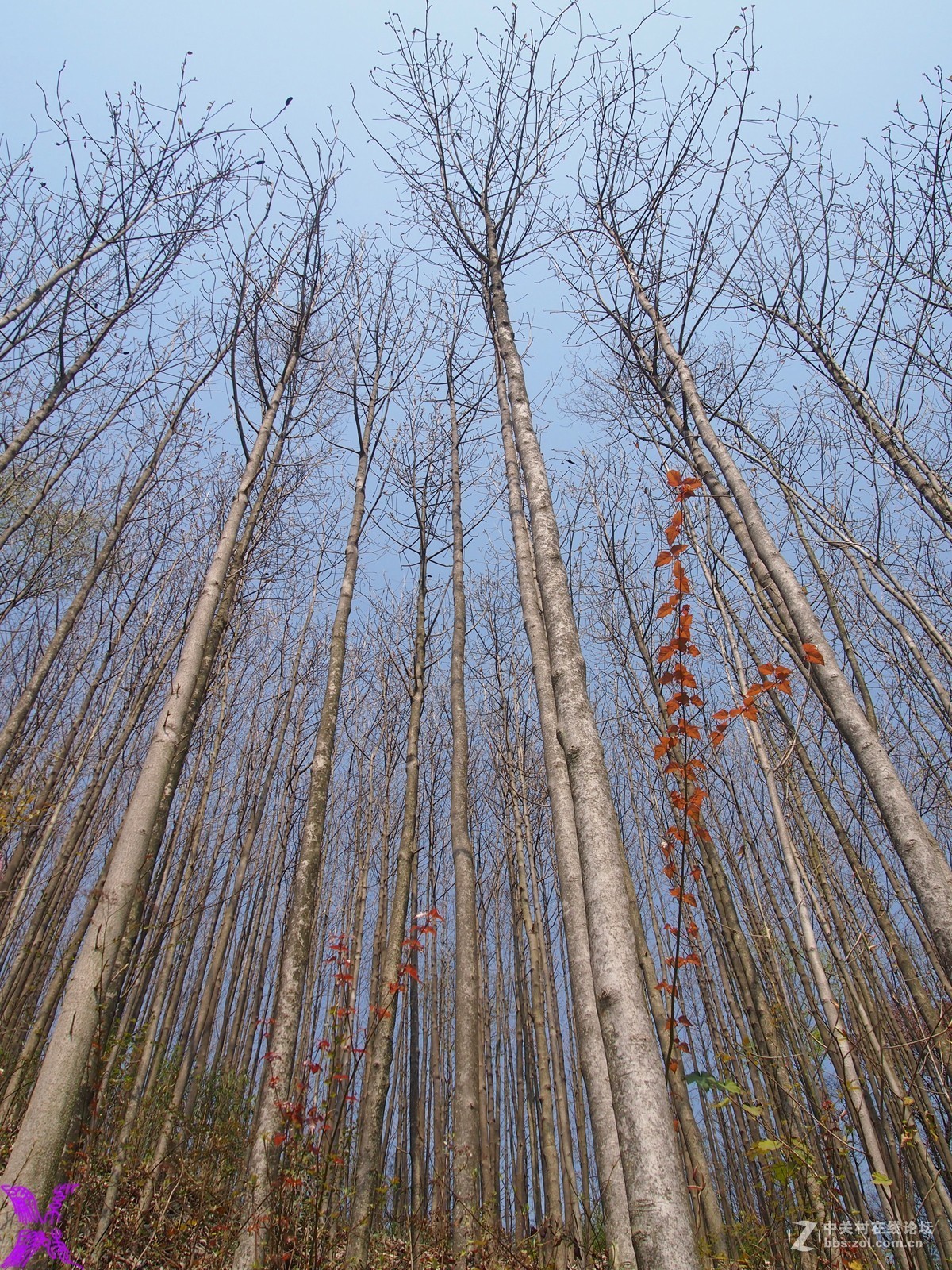 树木成林伸入天空
