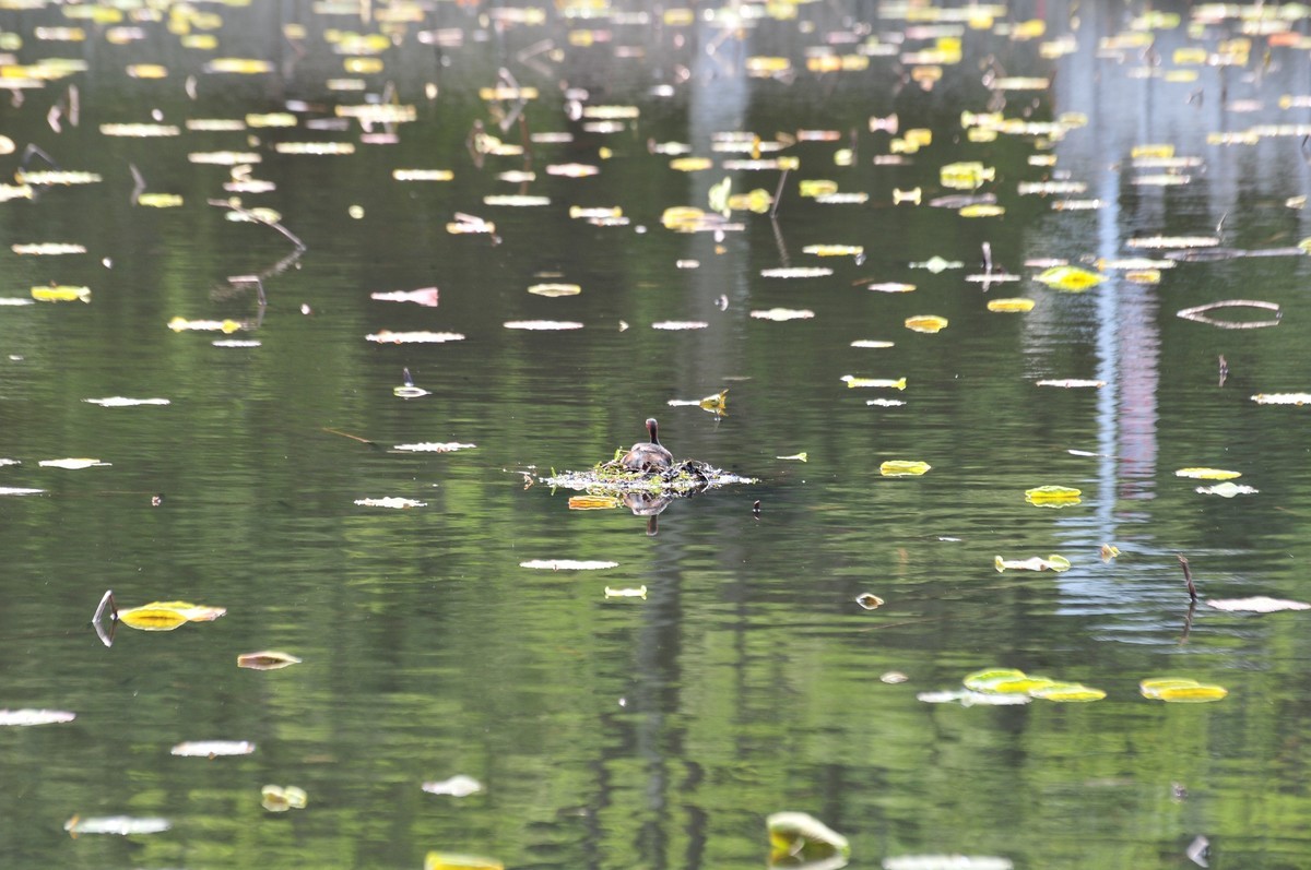 请大家帮我看下镜头问题：长焦段有严重虚影