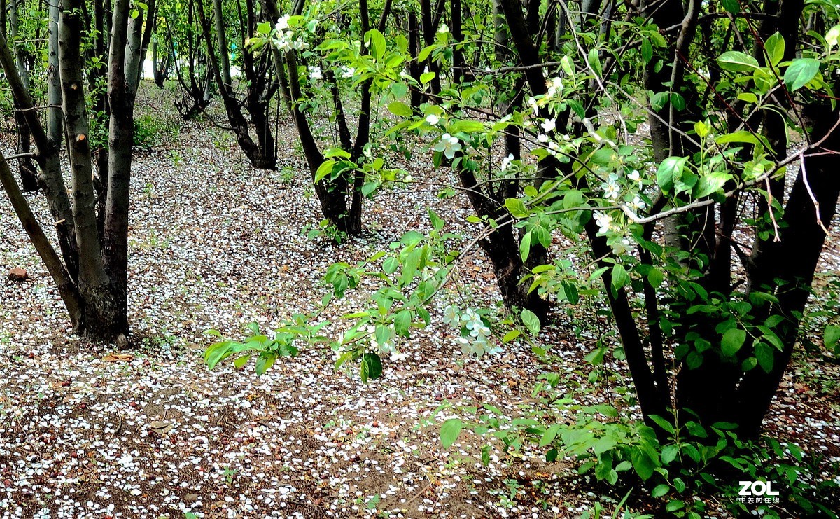 又见梨花落满地
