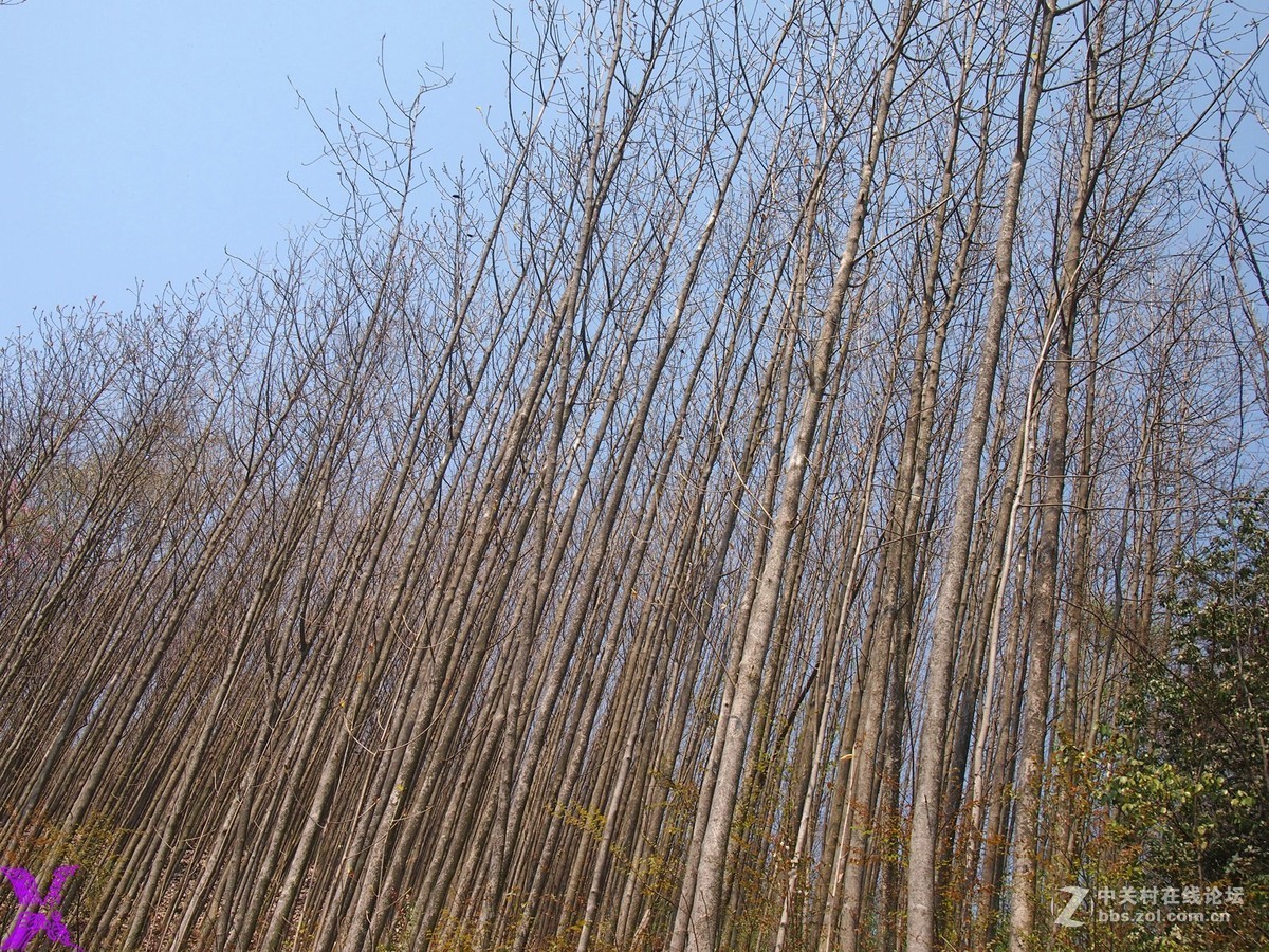 树木成林伸入天空