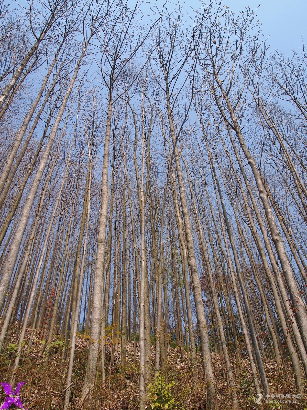 树木成林伸入天空