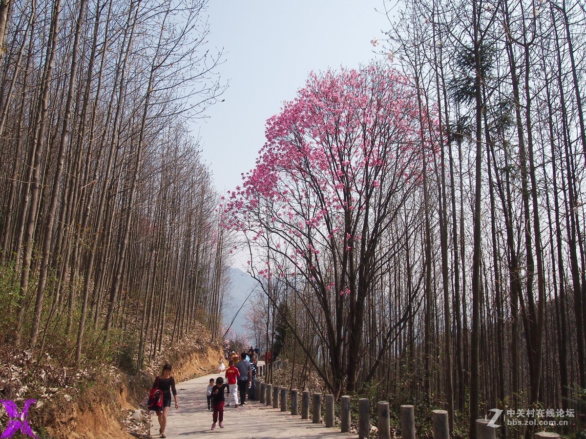 树木成林伸入天空