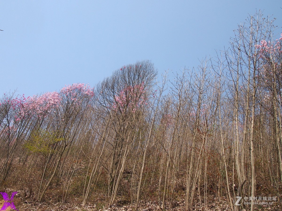 树木成林伸入天空