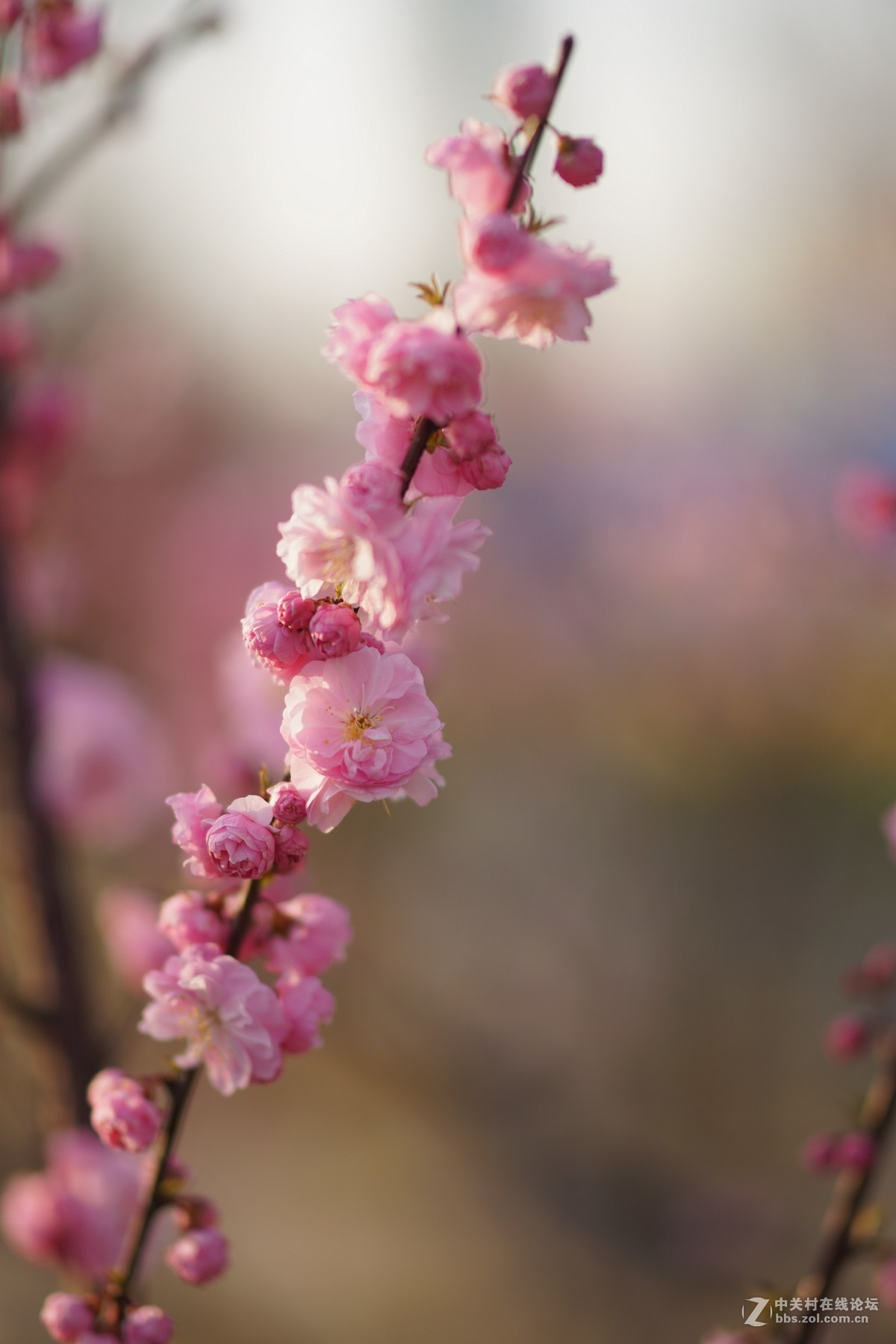 梅花盛开送春来