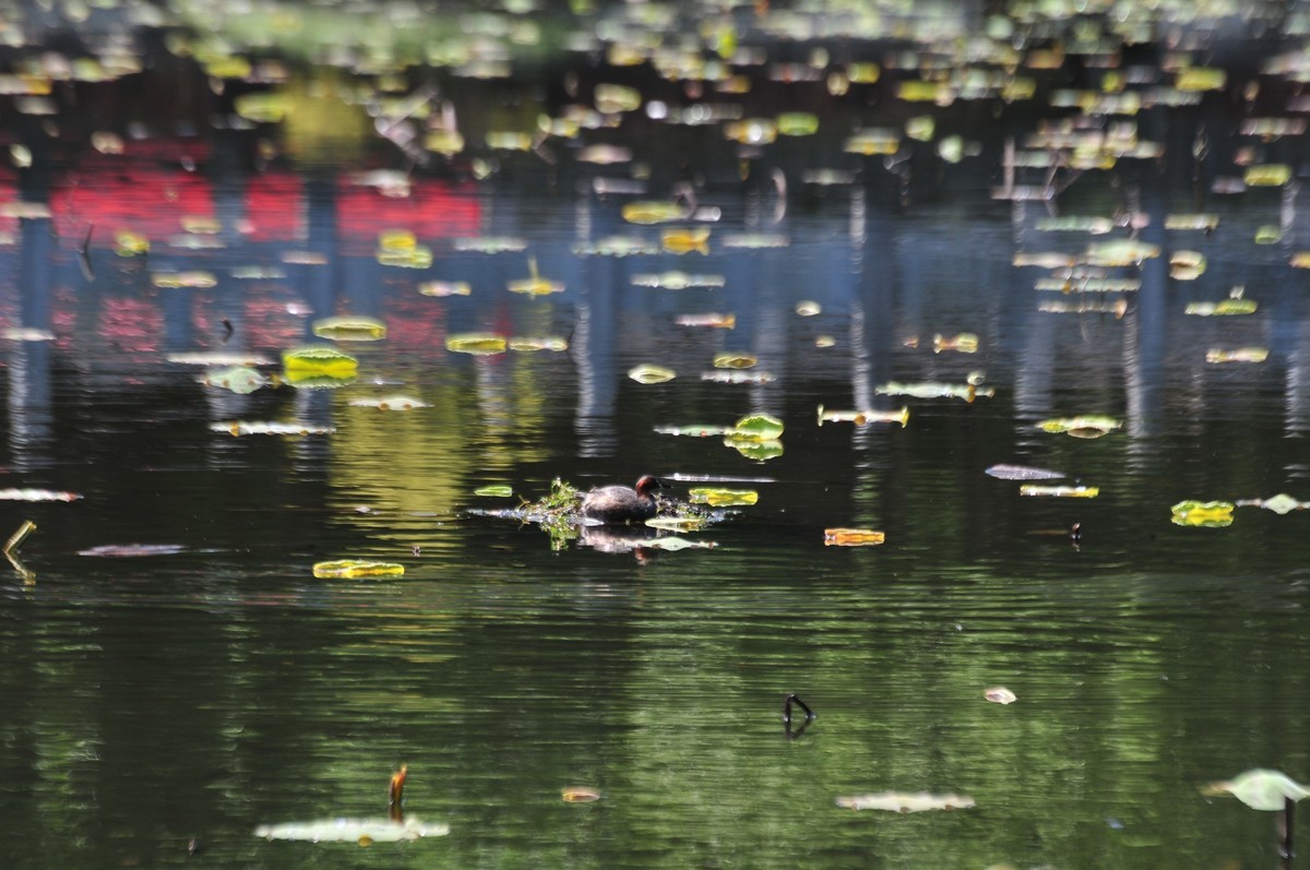 请大家帮我看下镜头问题：长焦段有严重虚影