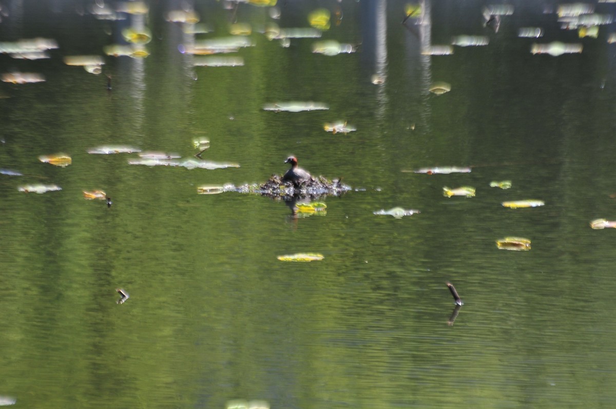 请大家帮我看下镜头问题：长焦段有严重虚影