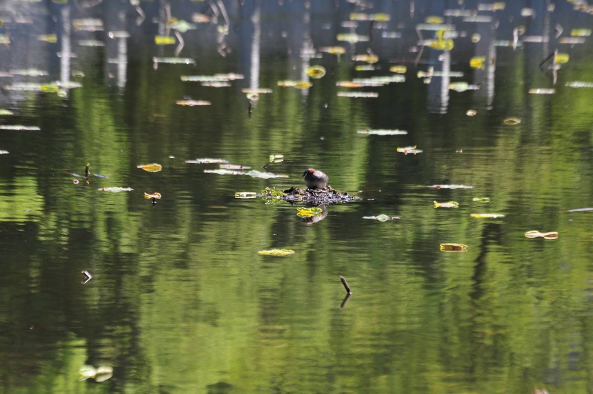 请大家帮我看下镜头问题：长焦段有严重虚影