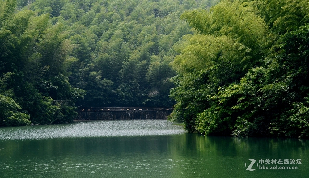 夏初石塘竹海