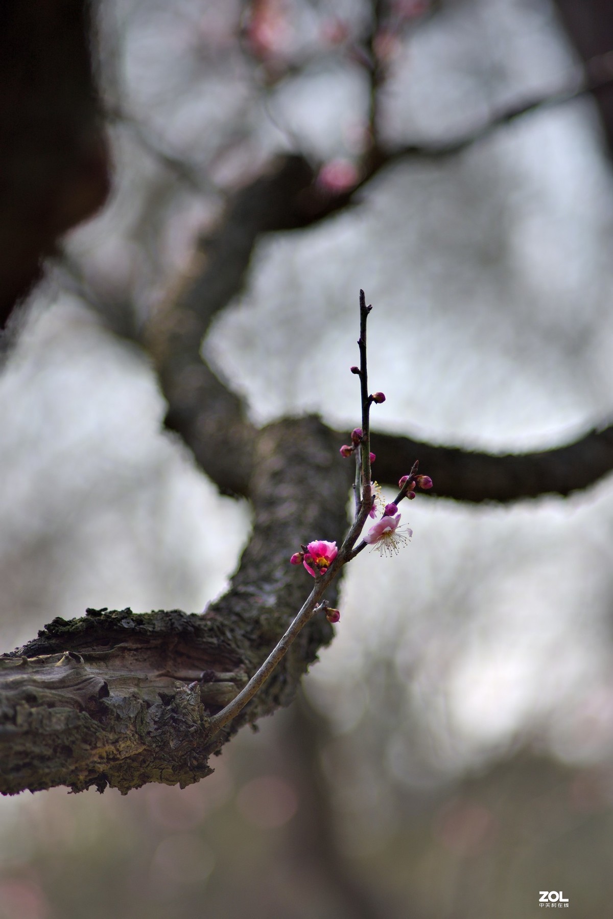 南京梅花山梅花