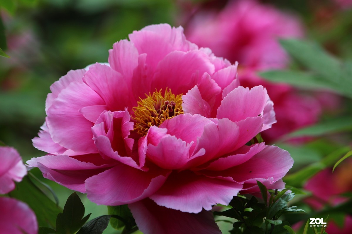 2020年洛阳牡丹节摄影作品~10