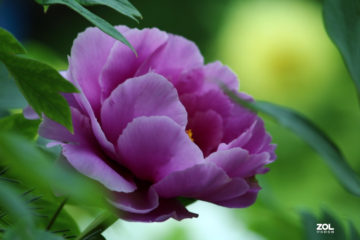 2020年洛阳牡丹节摄影作品~10