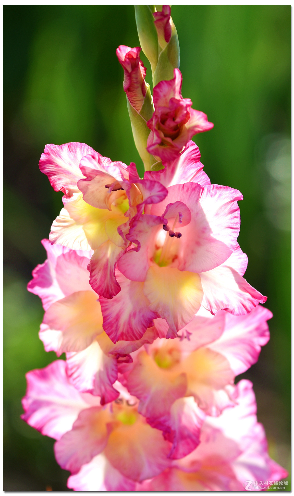 剑兰d750 105mm f/2.8g-中关村在线摄影论坛