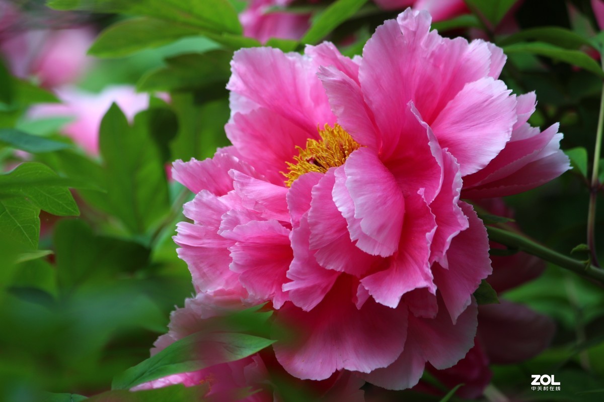 2020年洛阳牡丹节摄影作品~10