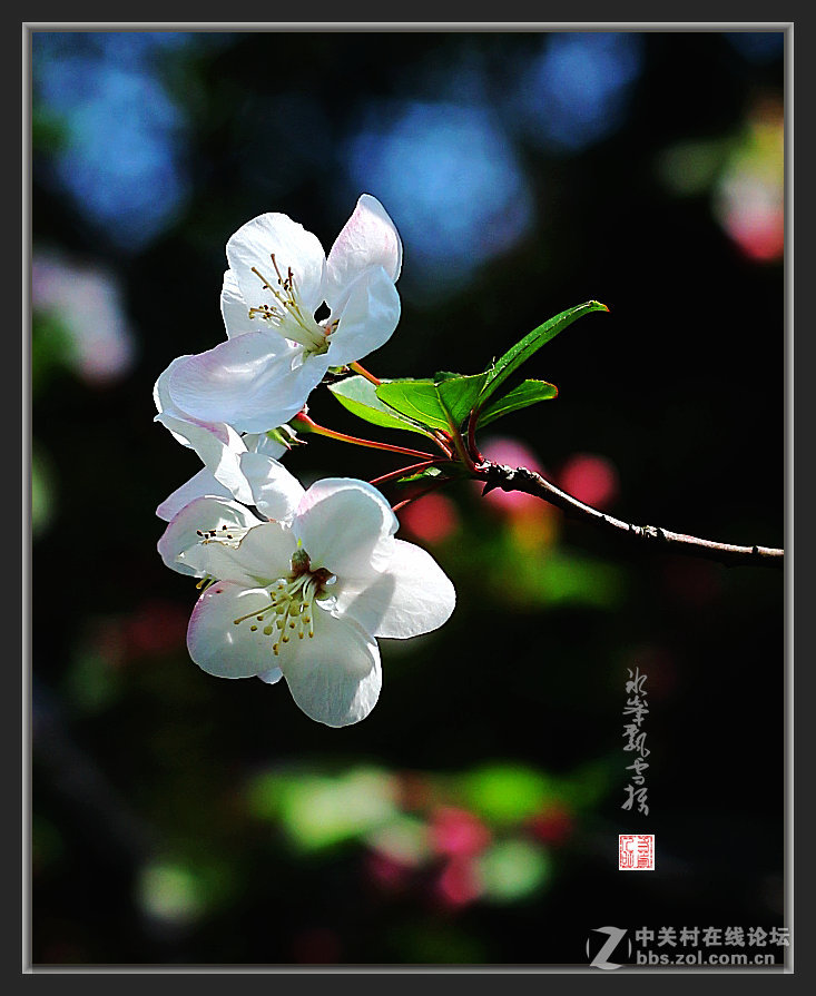 花季花卉一幅