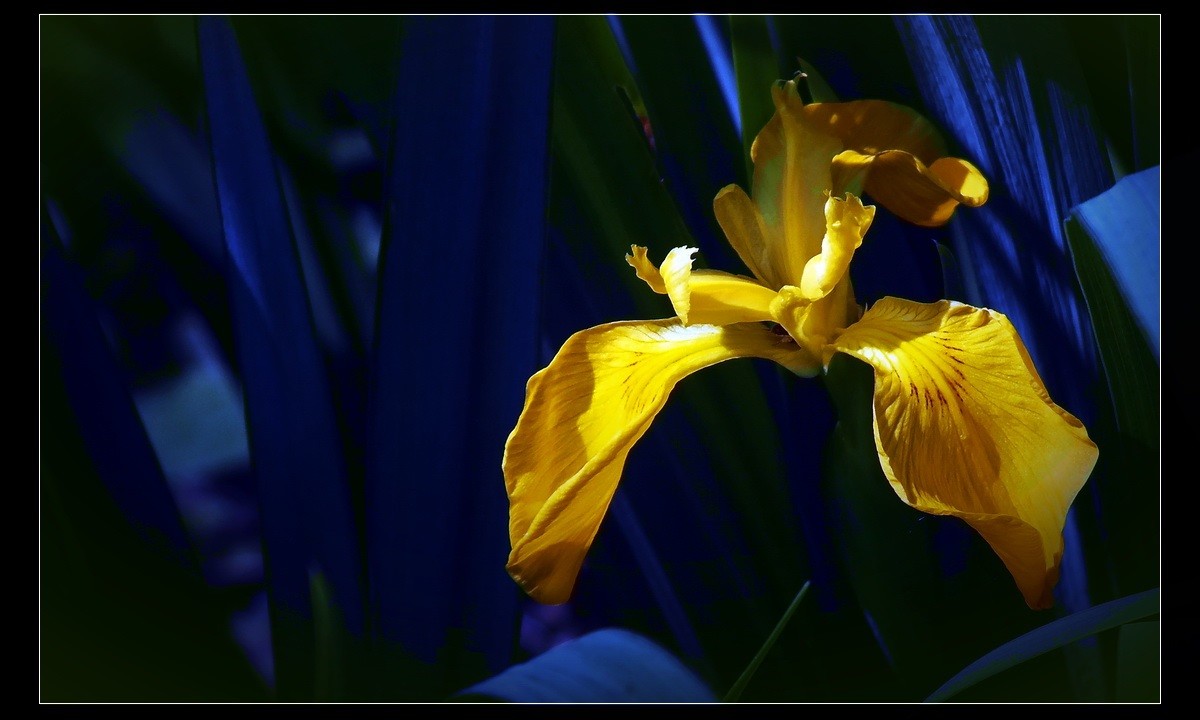 家有喜事，登门拜贺！没有微距，只能鱼目混珠了。。。