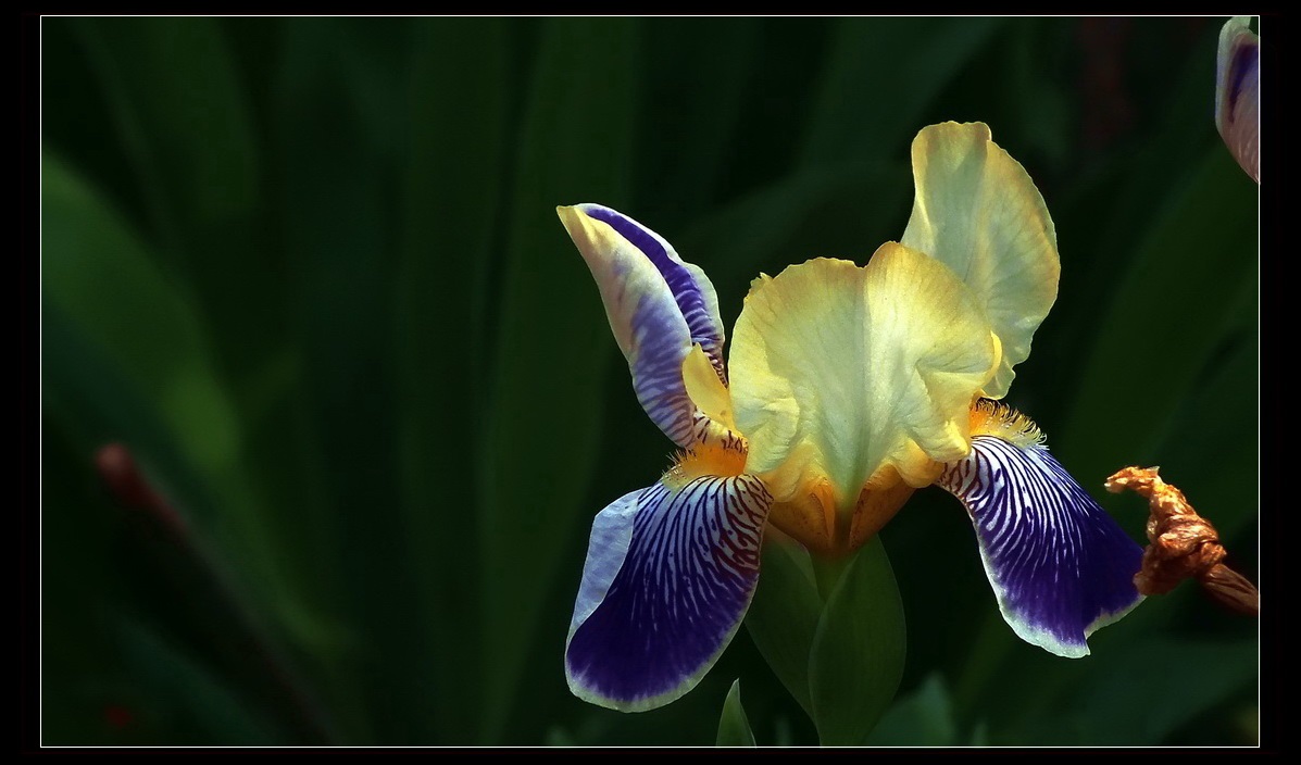 家有喜事，登门拜贺！没有微距，只能鱼目混珠了。。。