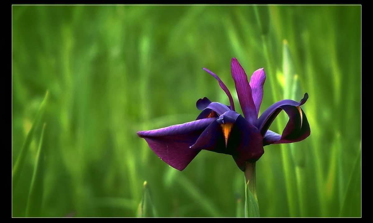 家有喜事，登门拜贺！没有微距，只能鱼目混珠了。。。