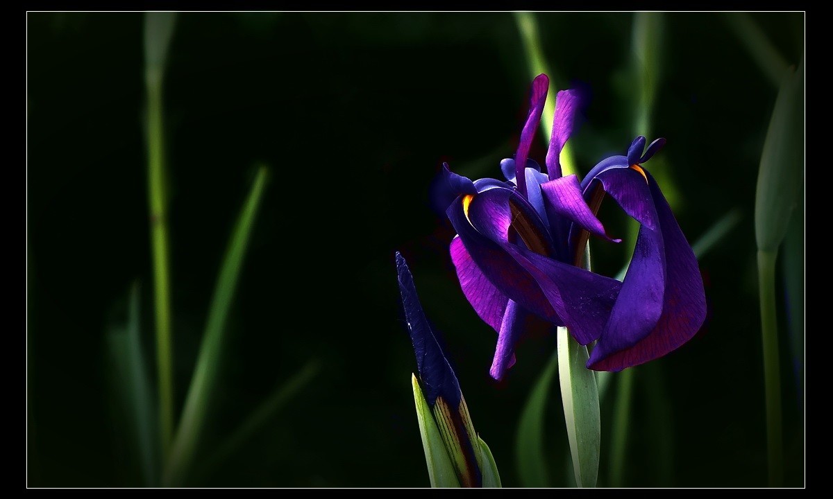 家有喜事，登门拜贺！没有微距，只能鱼目混珠了。。。