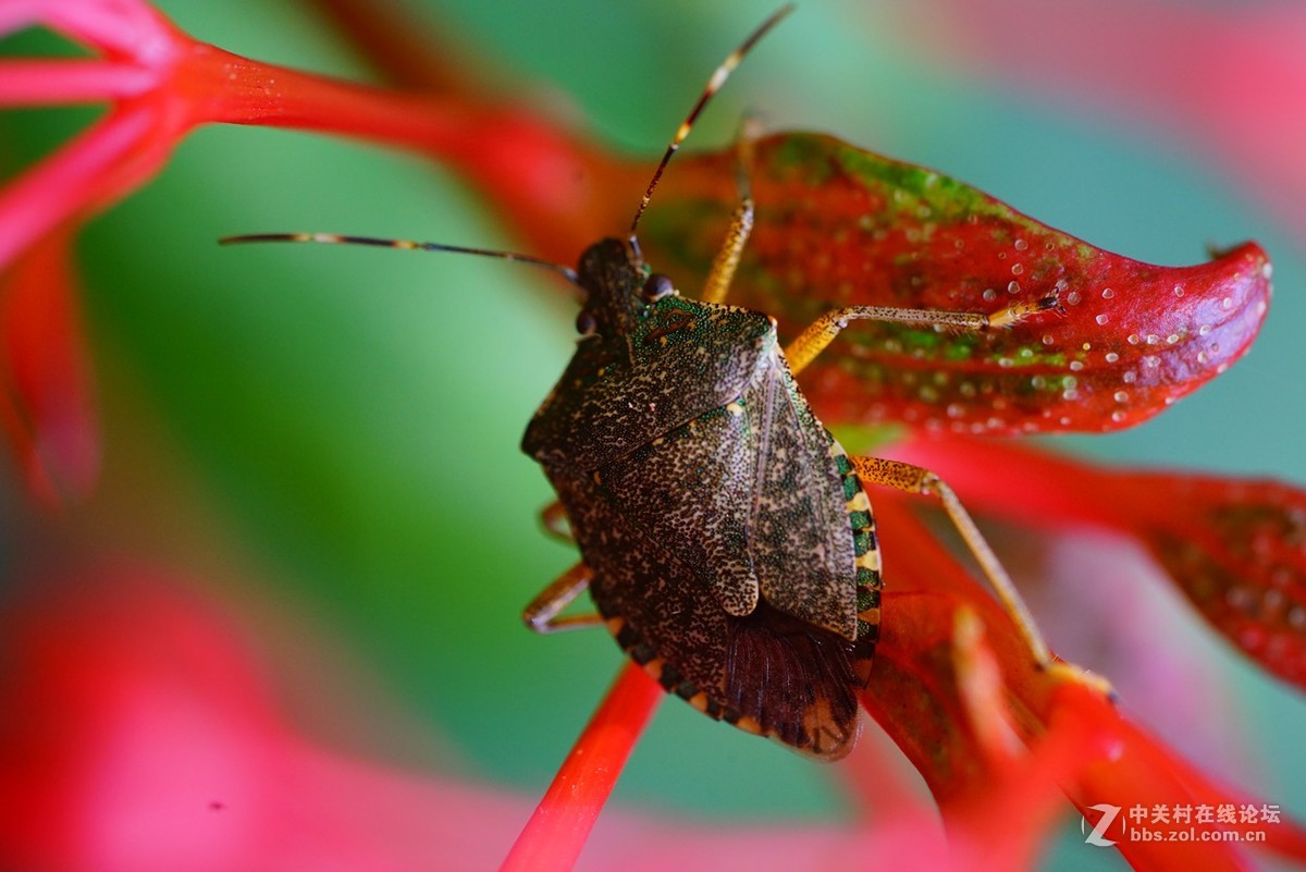 (轉帖)索尼FE 90mm f/2.8 Macro G OSS镜头香港第一图