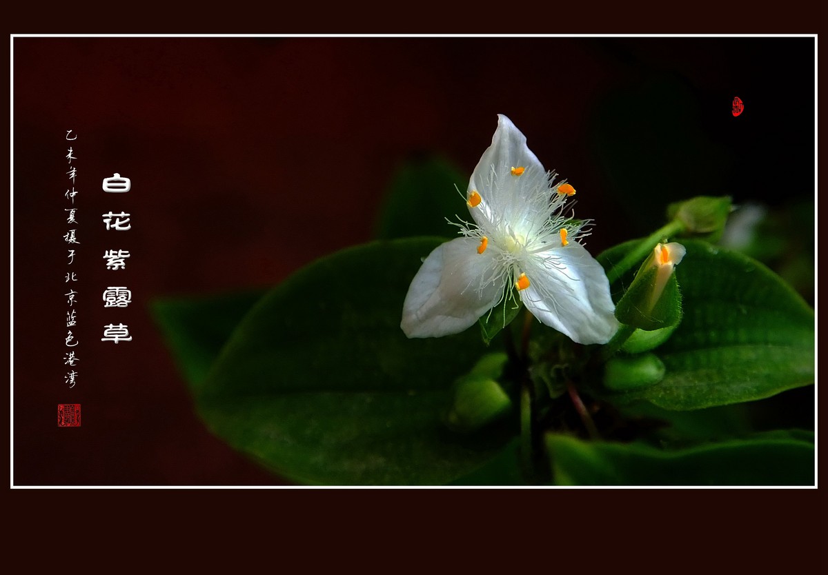 毛绒绒的小白花-白花紫露草