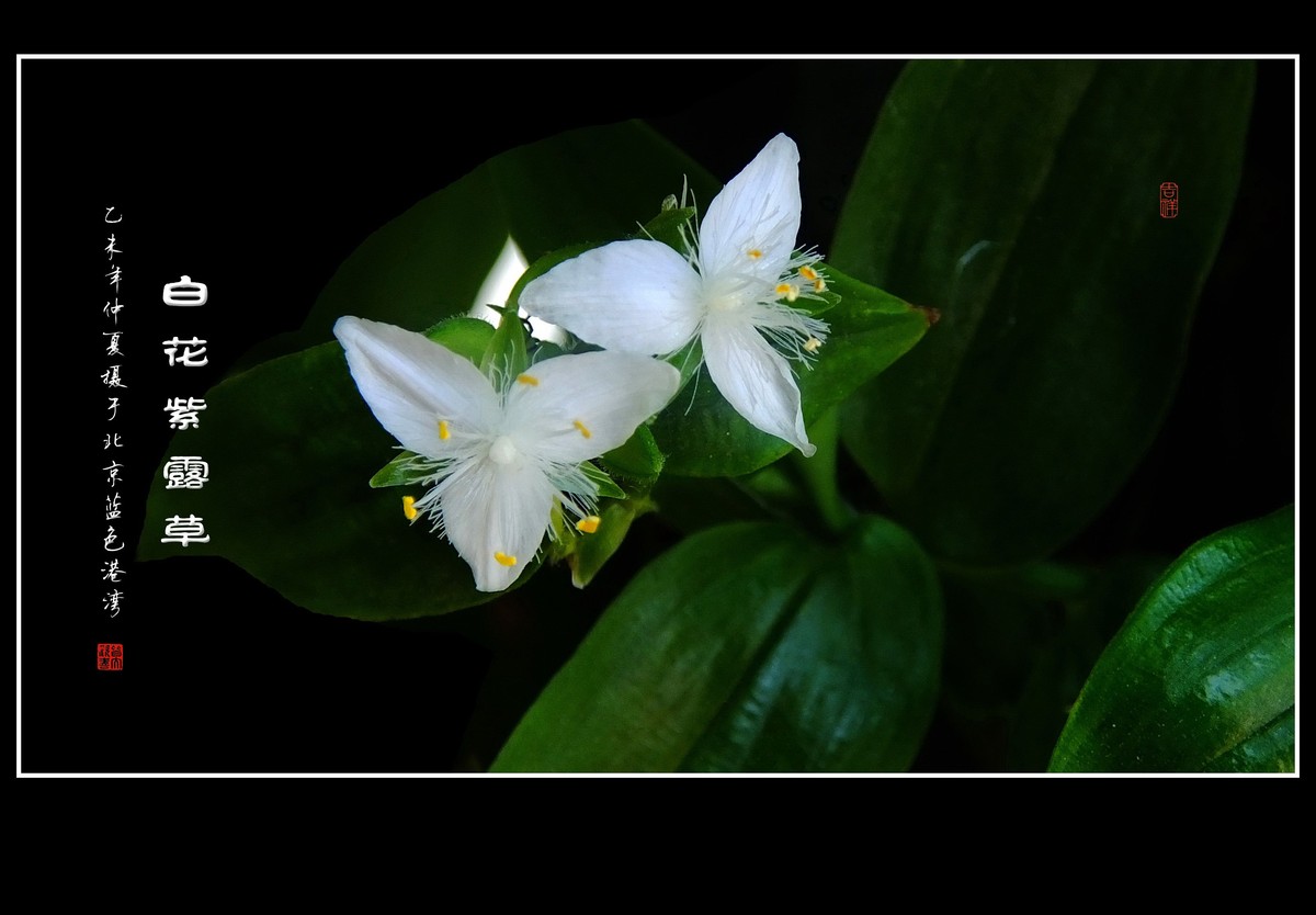 毛绒绒的小白花-白花紫露草