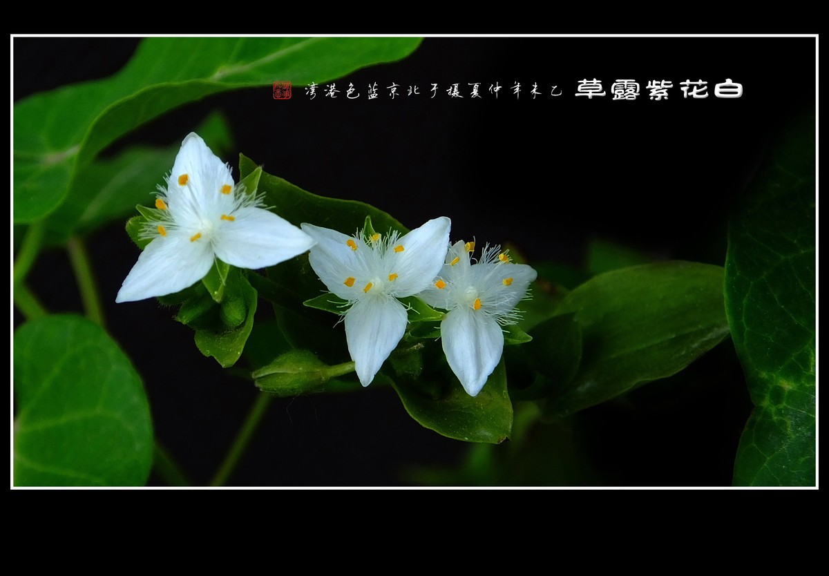 毛绒绒的小白花-白花紫露草