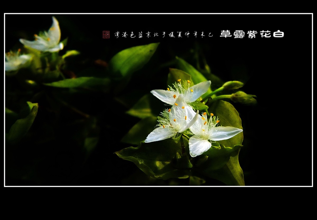 毛绒绒的小白花-白花紫露草
