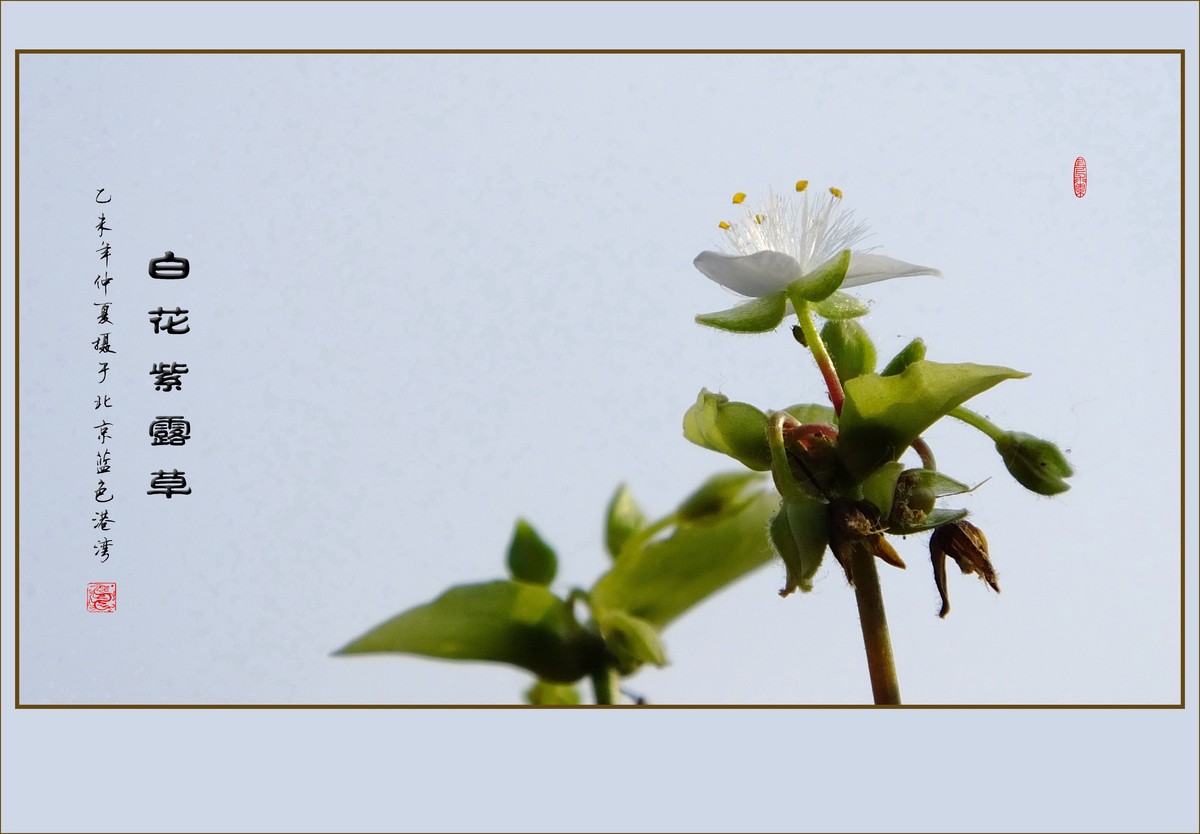 毛绒绒的小白花-白花紫露草