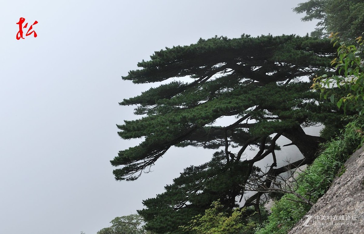 高高山上一青松