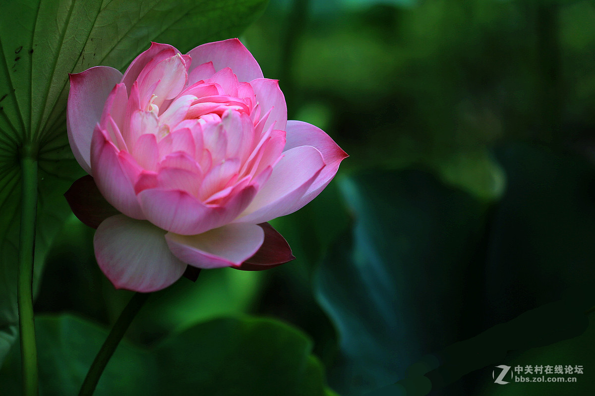 玉蕊丝丝溢芳馨，仙葩瓣瓣不染尘。