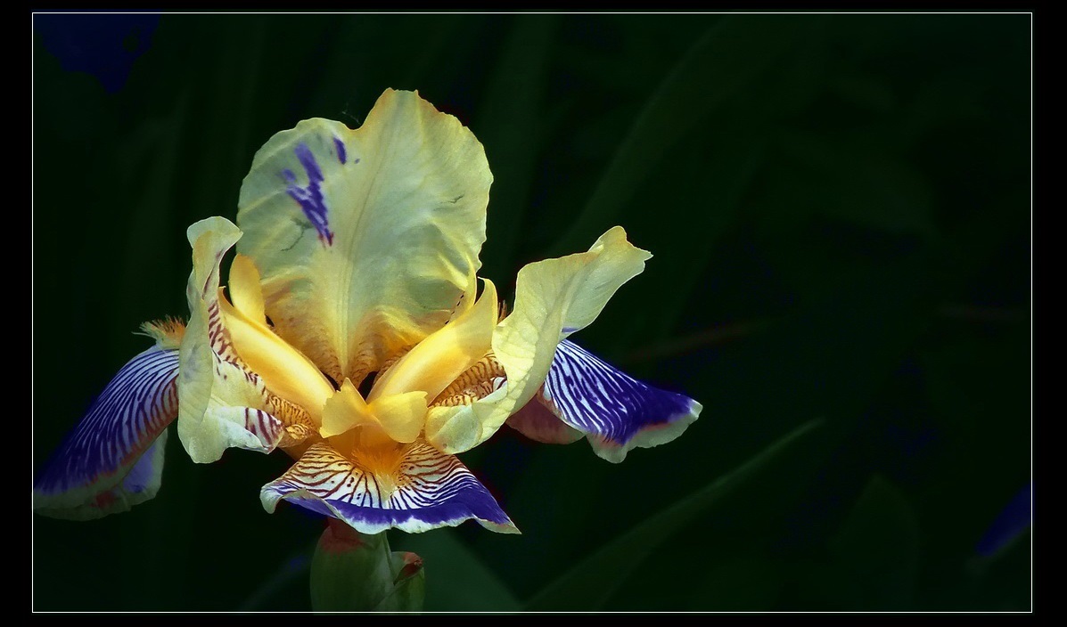 家有喜事，登门拜贺！没有微距，只能鱼目混珠了。。。